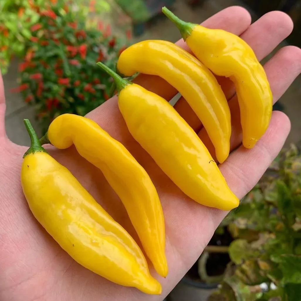 Green Zebra Tomatoes, Lemon Chillies, Thyme - Image 3