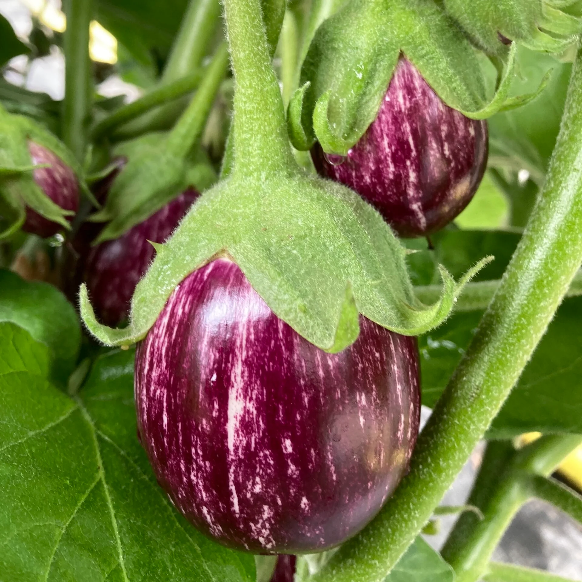 Cucumbers, Aubergines, Mint - Image 3