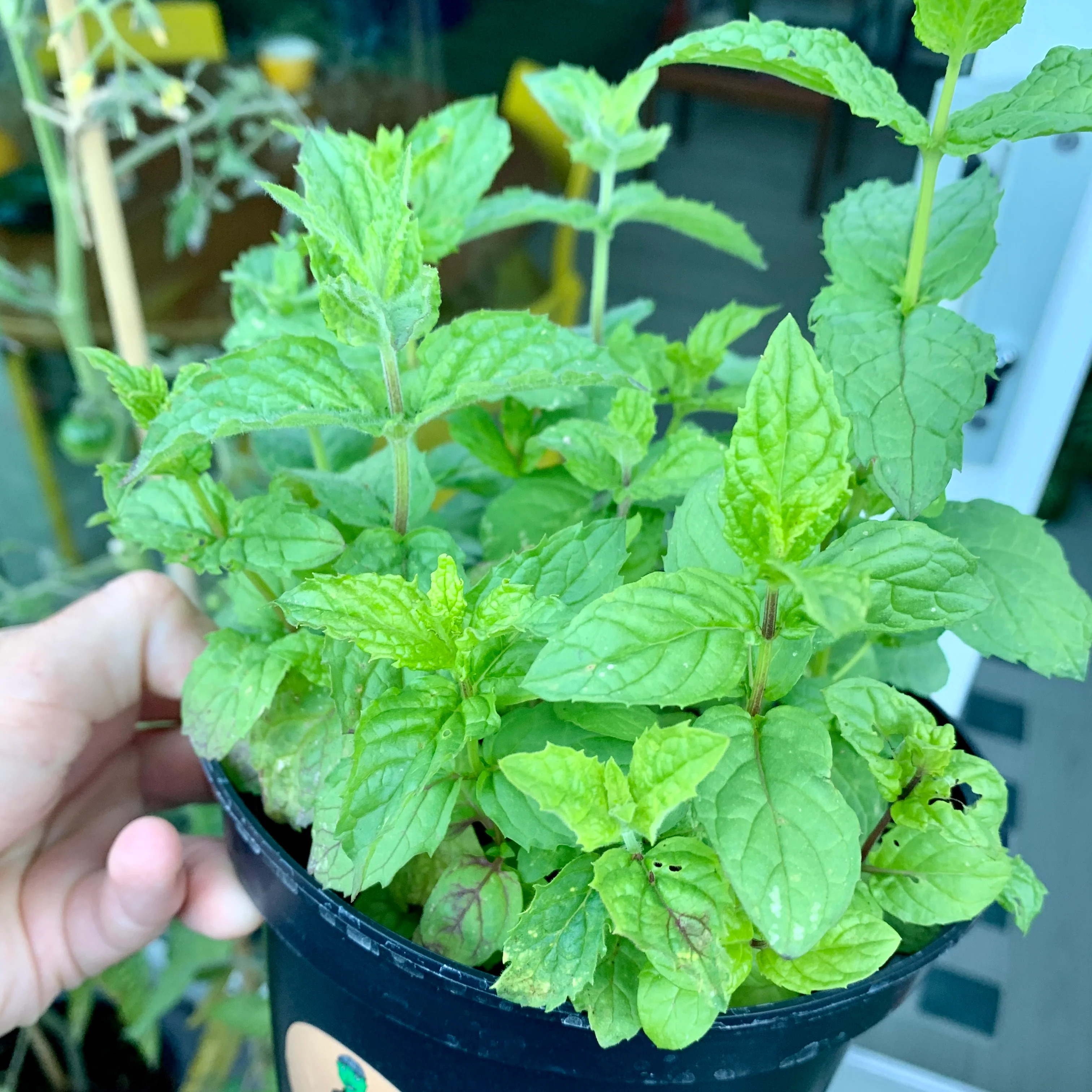 Cucumbers, Aubergines, Mint - Image 4