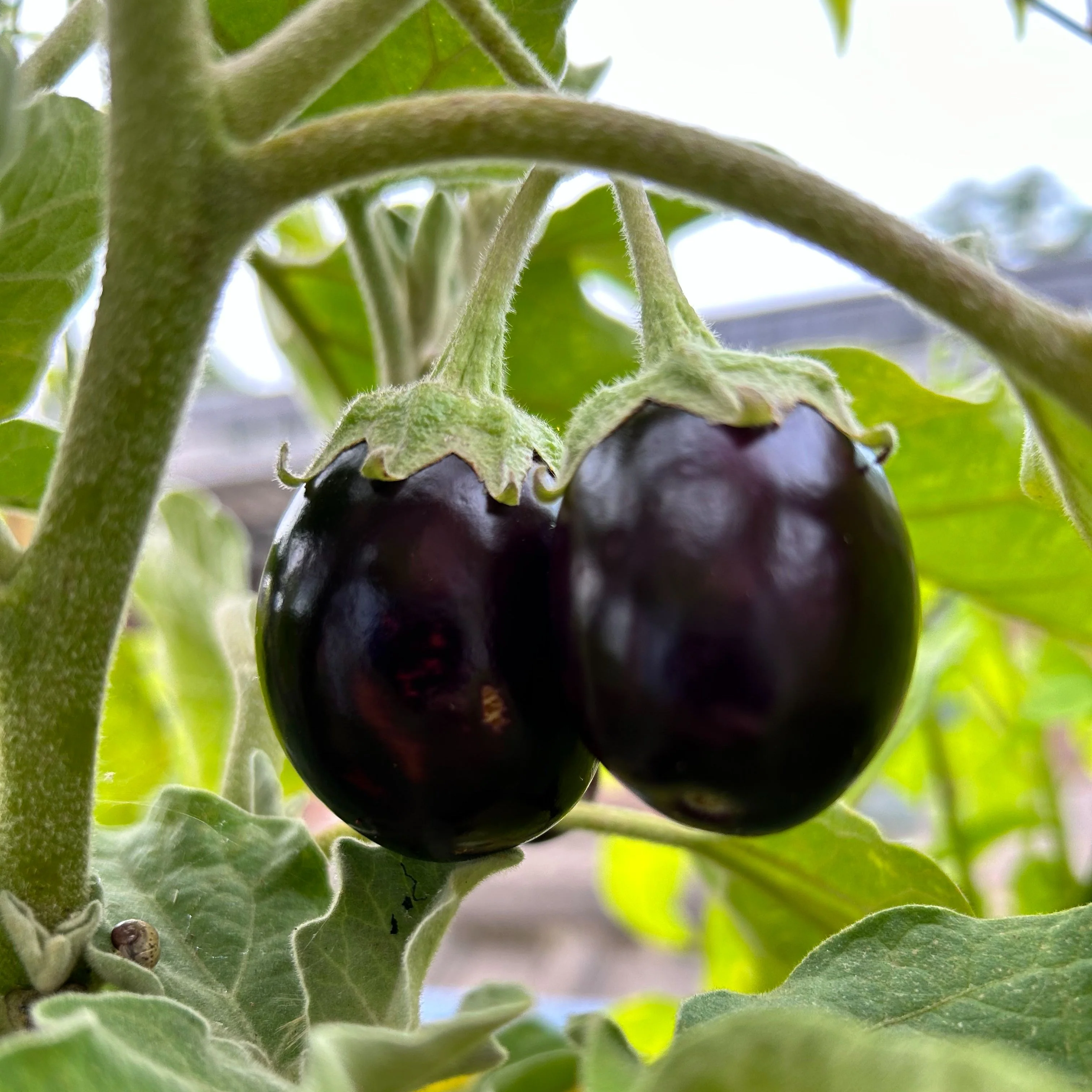 Big Veg: Aubergines - Image 3