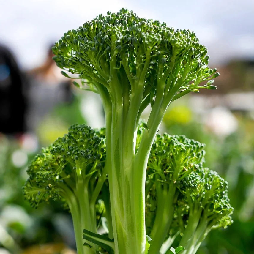Big Veg: Broccoli - Image 3