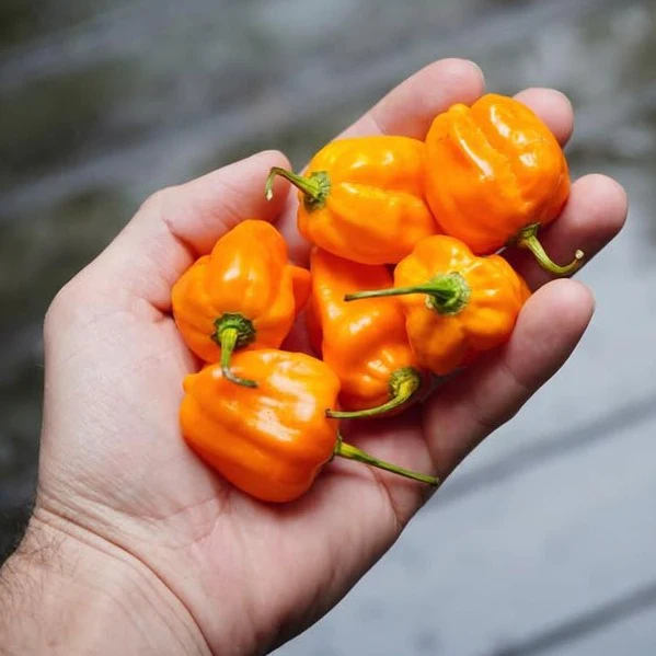 Big Veg: Hot Chillies - Image 4