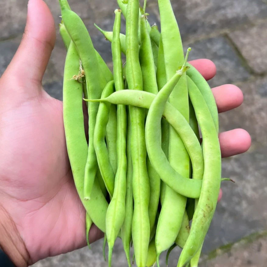 Big Veg: Green Beans - Image 3