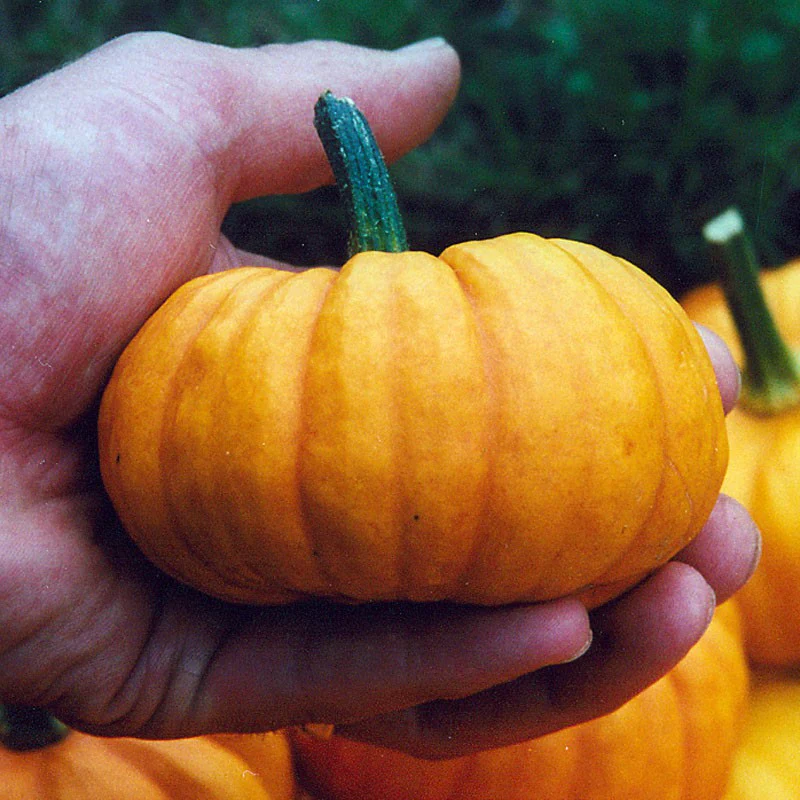 Special Edition: The Halloween Box - Image 4