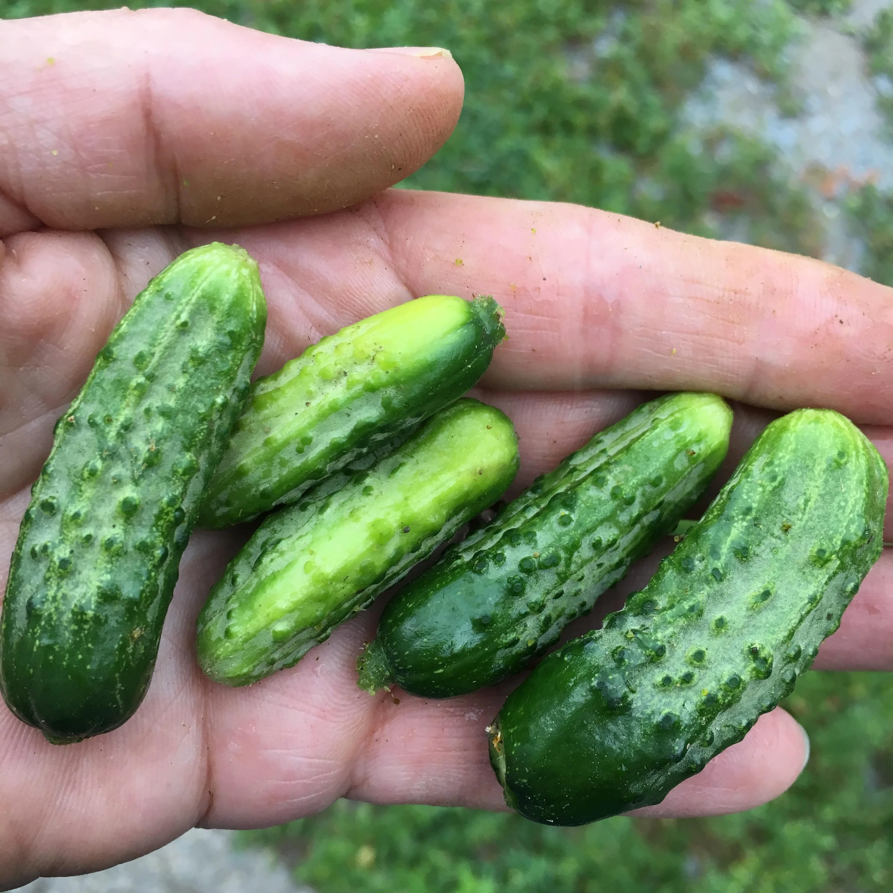 Special Edition: The Pickling Box - Image 3