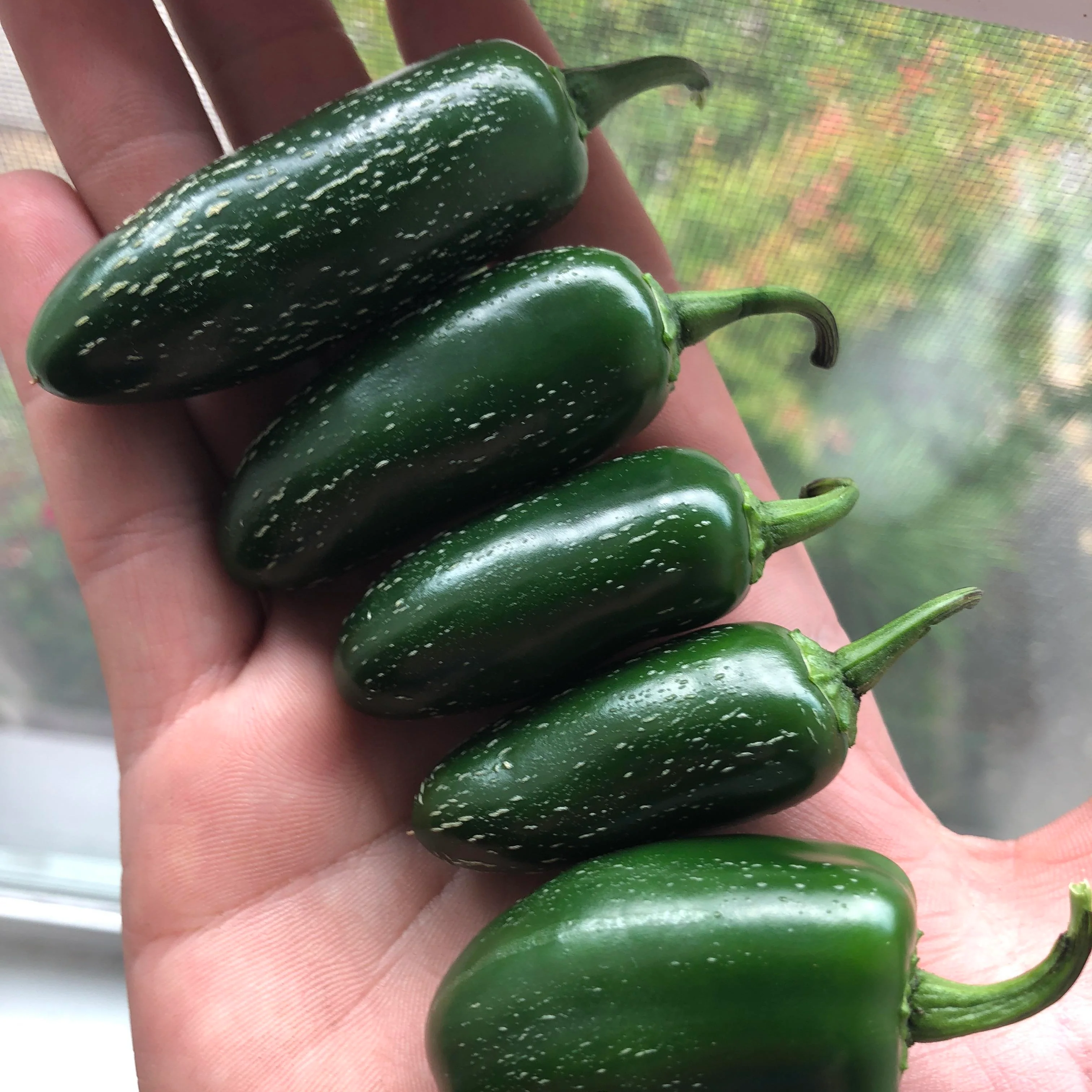 Special Edition: The Pickling Box - Image 5